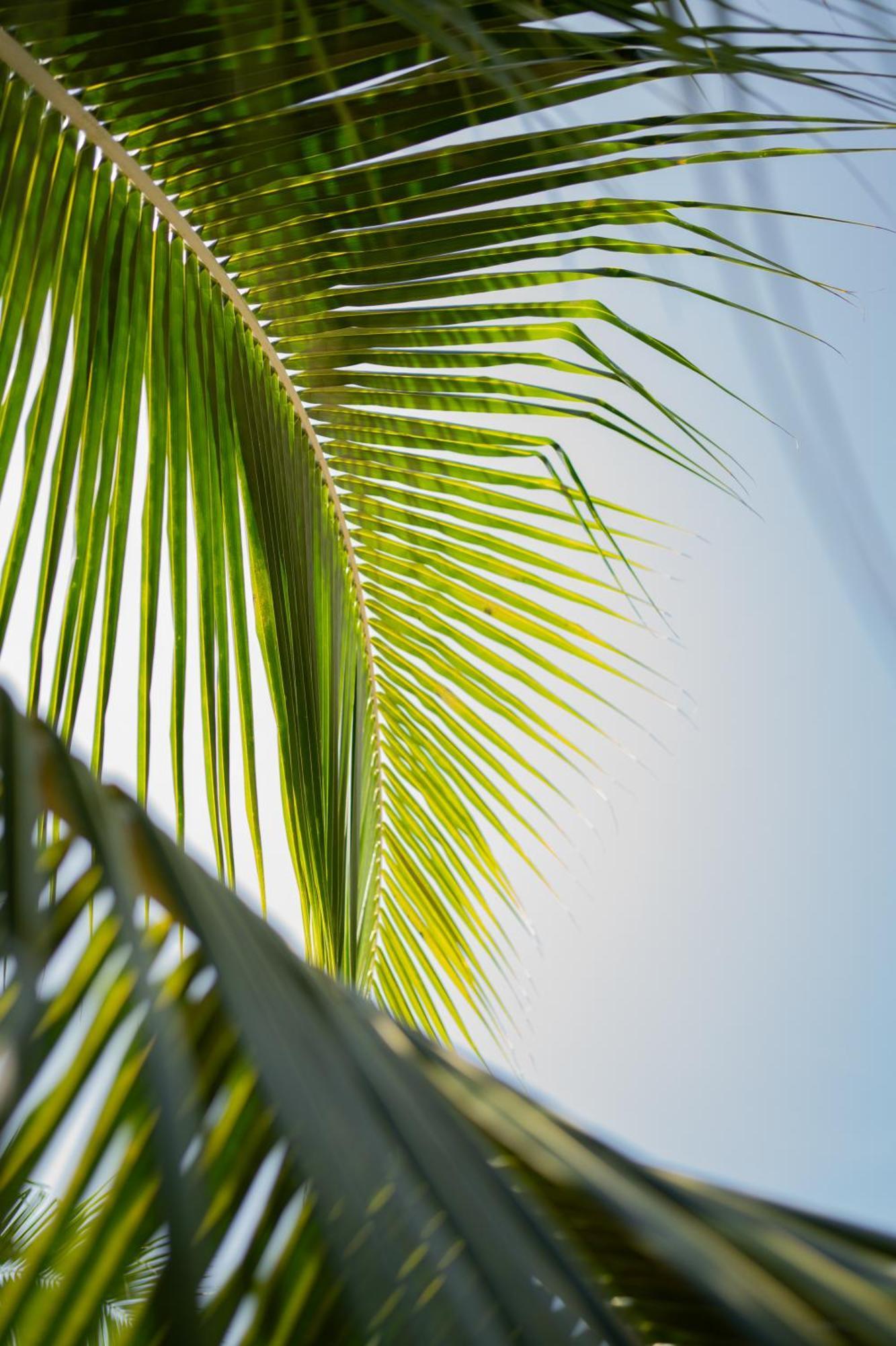 Sirenas Caribbean Rooms Holbox Luaran gambar