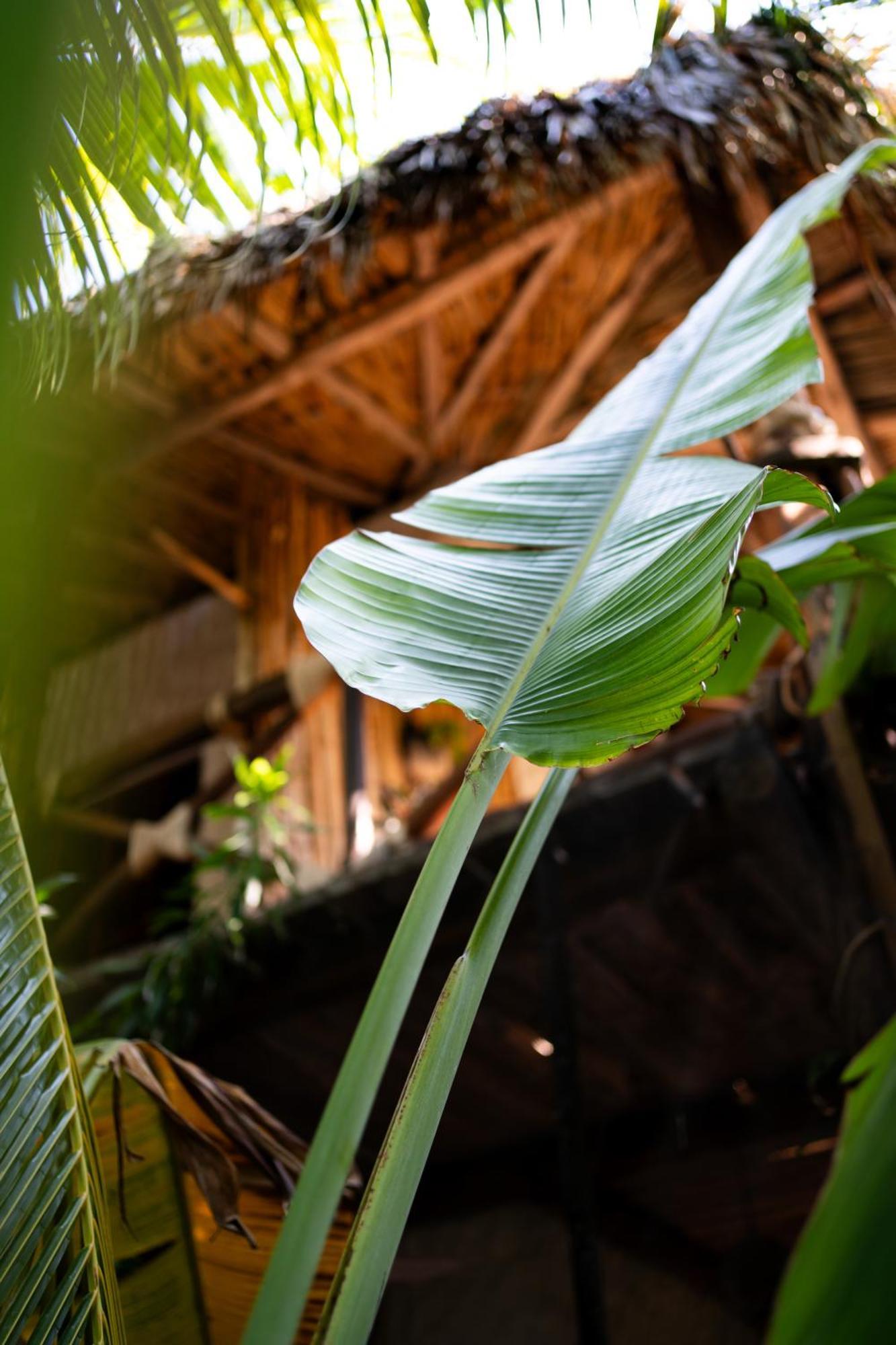 Sirenas Caribbean Rooms Holbox Luaran gambar